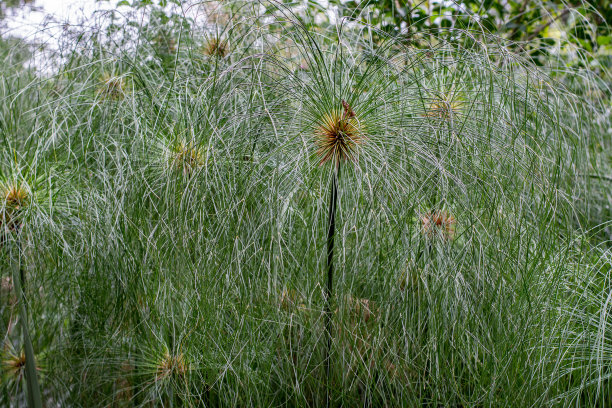 wispy