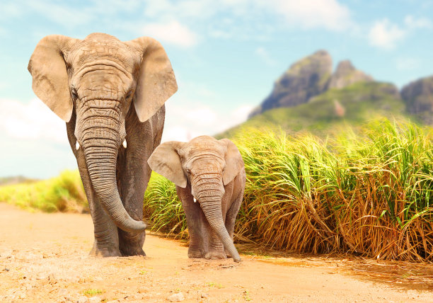 tanzania