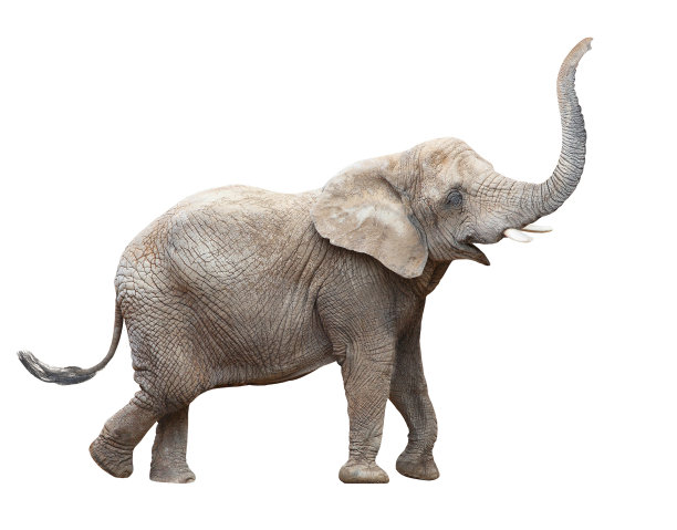 loxodonta