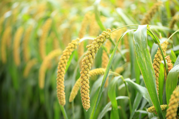 millet
