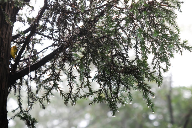 雨与松针