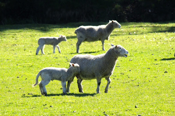 新西兰羊肉