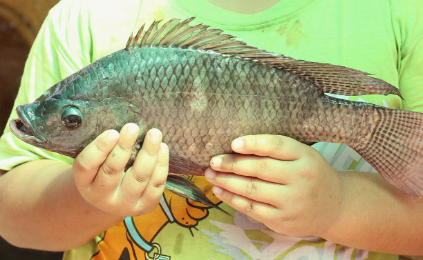 tilapia