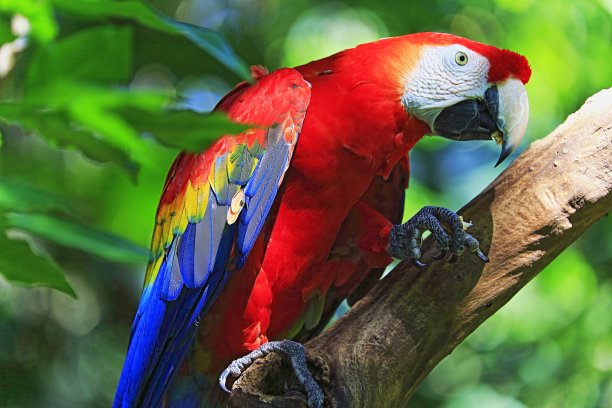 macaw