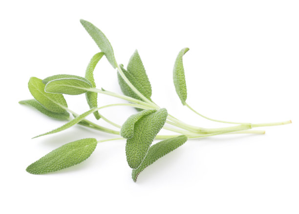 salvia