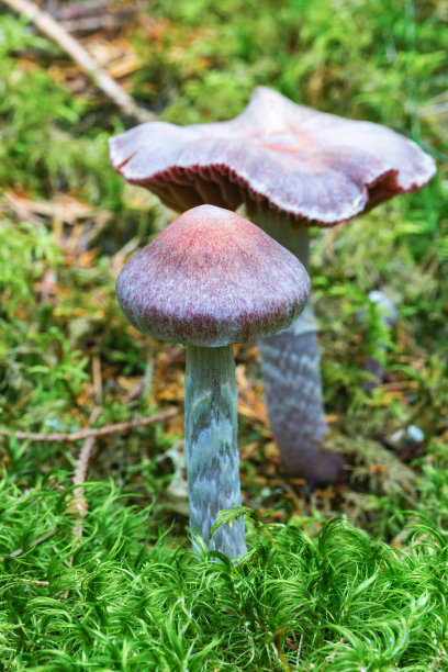 cortinarius