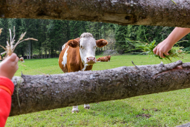cow