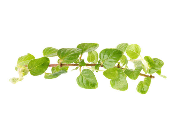 oregano