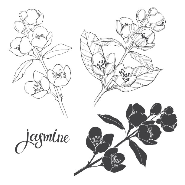 jasmine