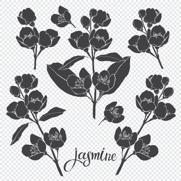 jasmine