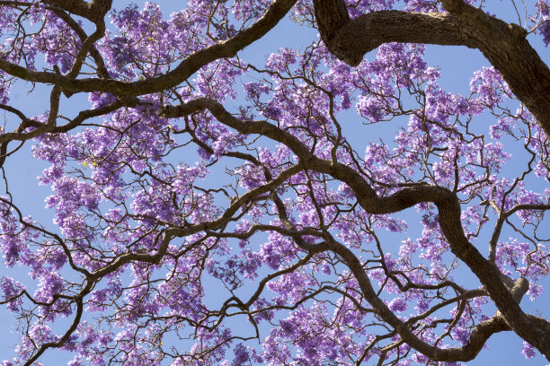 jacaranda