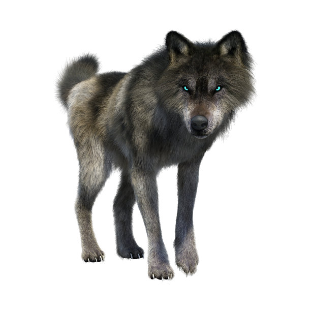 wolf