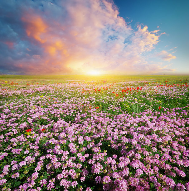 blossoms