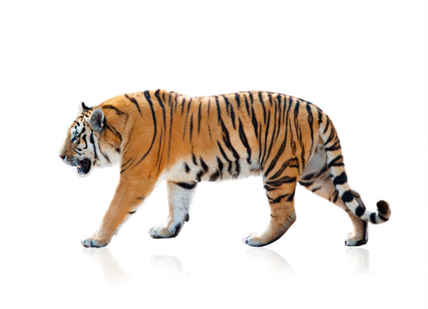 tiger