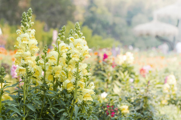 snapdragon