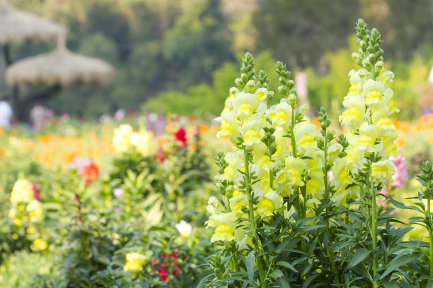 snapdragon