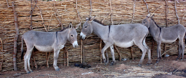 niger