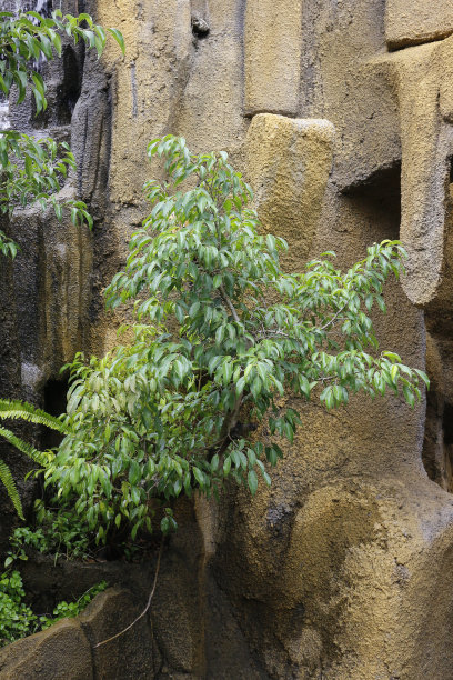 原木盆景
