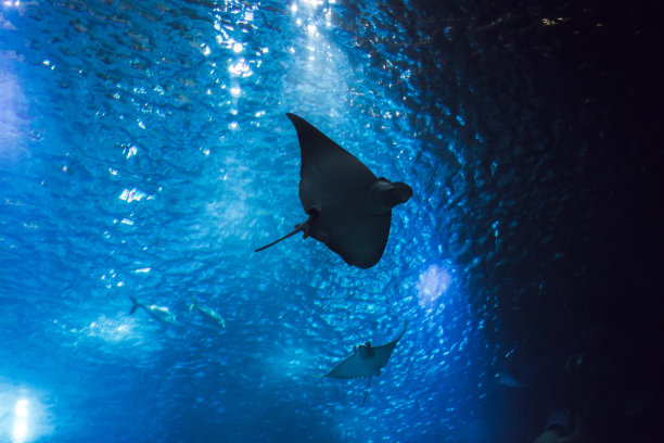 stingray