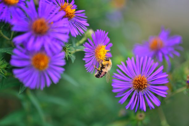 aster