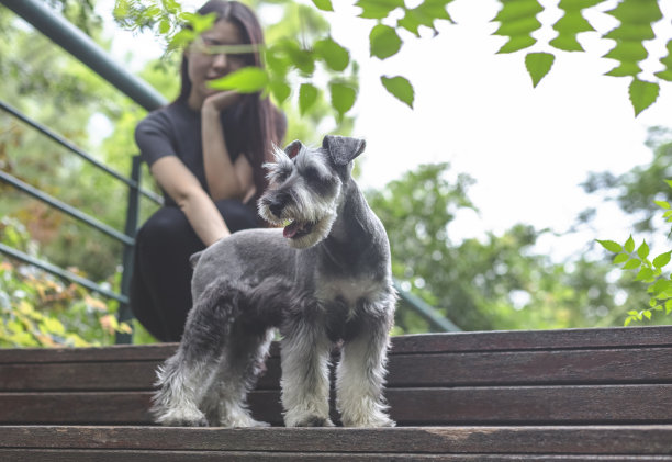 schnauzer