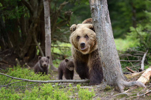 ursus