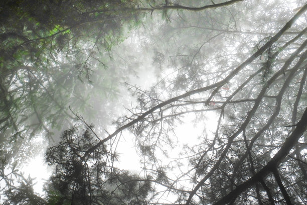 雨与松针