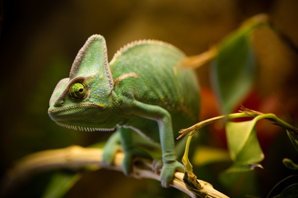lizard