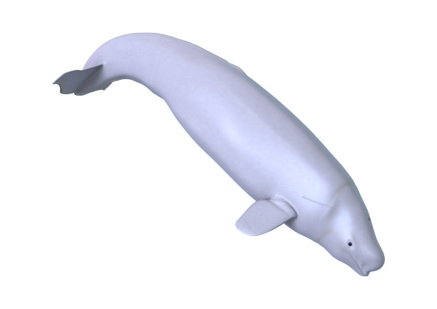 白鲸鱼