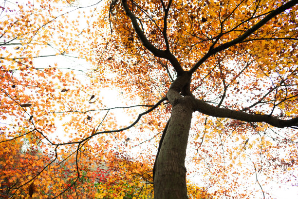 全国生态日背景