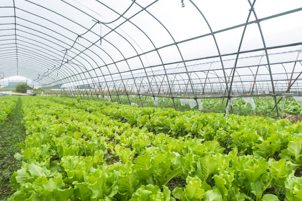 lactuca