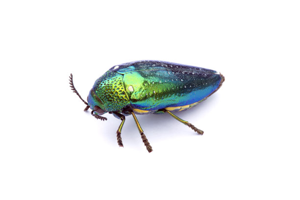 宝石甲虫