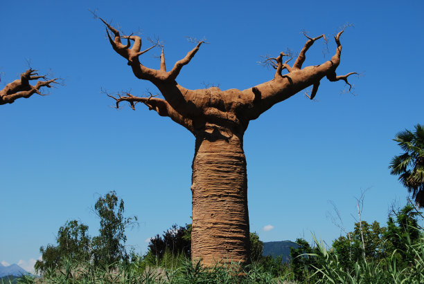 baobab