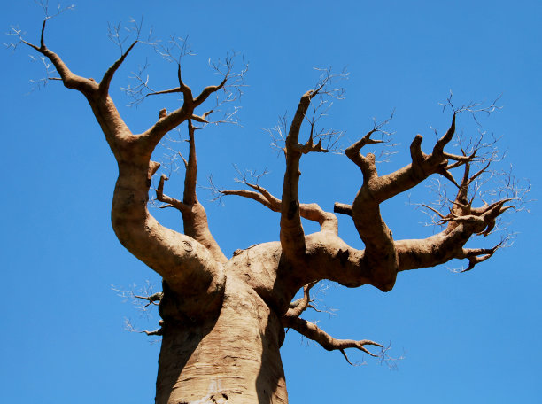 baobab