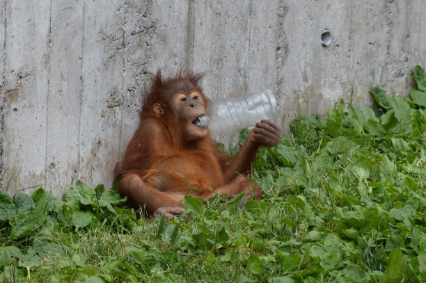 pongo
