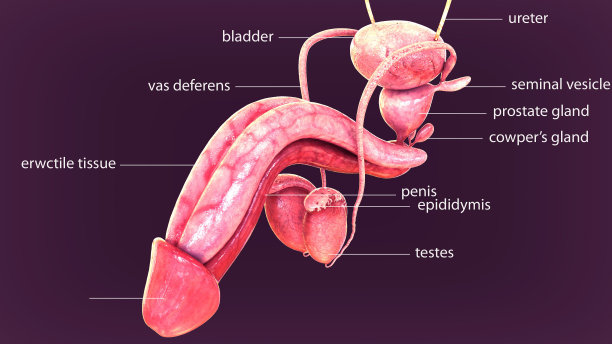 泌尿生殖系统