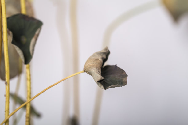 禅意荷花