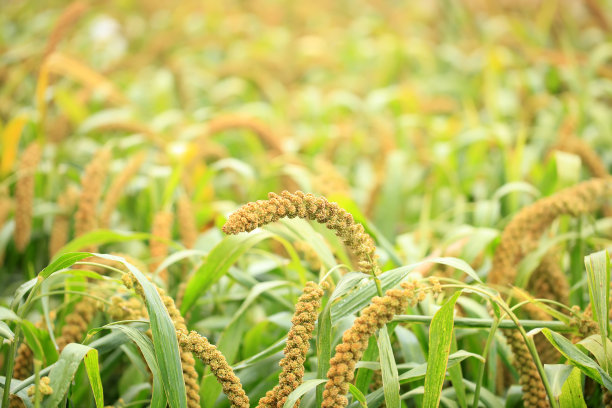millet