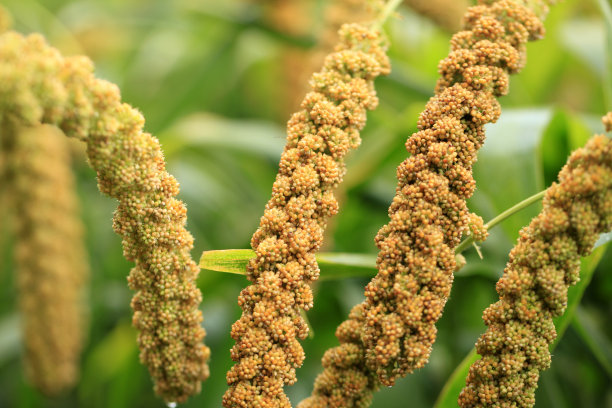 millet