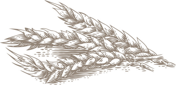 triticum