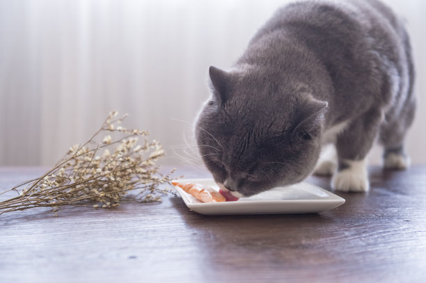 鲜肉猫粮