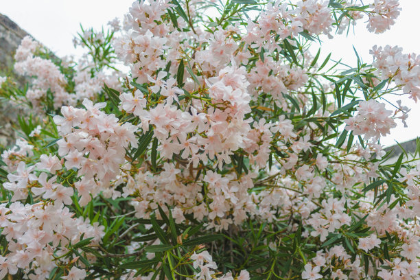 oleander