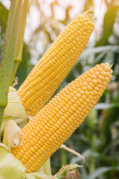 maize