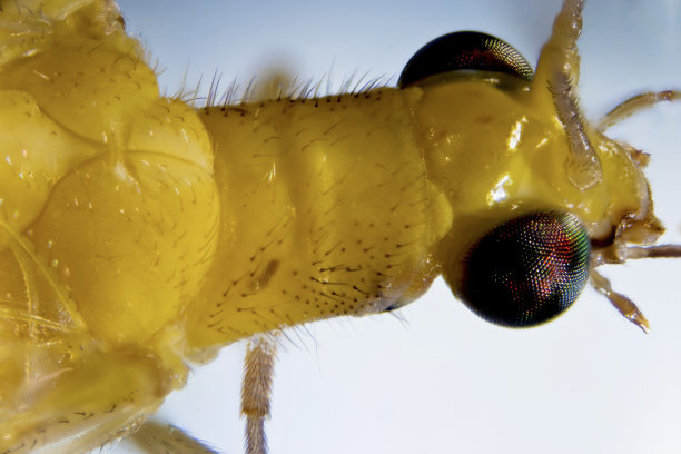 entomology