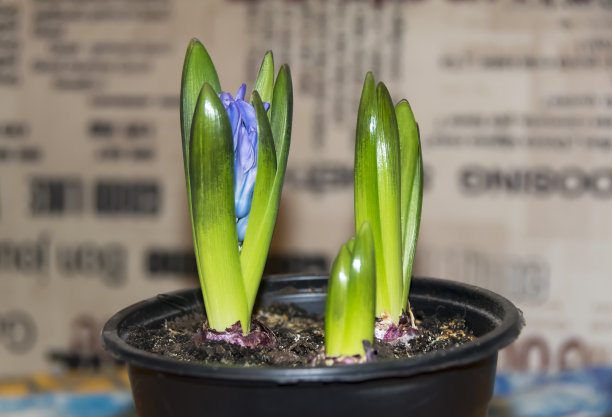 hyacinth