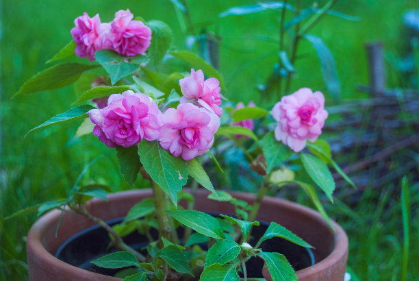 impatiens