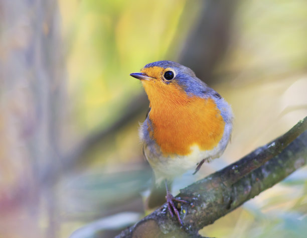 robin