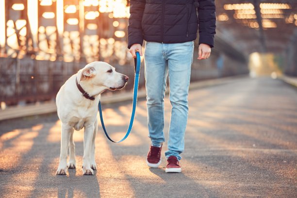 labrador