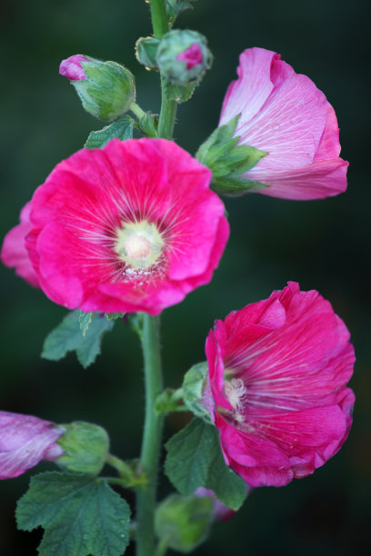 stockrose