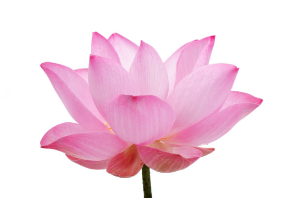 荷花蕾